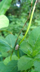 Sternuchopsis waltoni