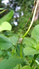 Sternuchopsis waltoni