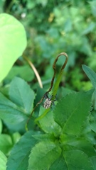 Sternuchopsis waltoni