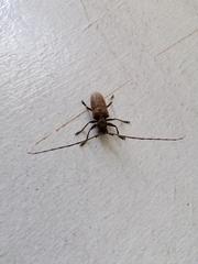 Acalolepta rusticatrix