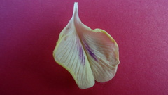 Clitoria falcata