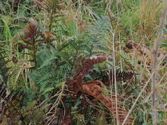 Polystichum neozelandicum neozelandicum