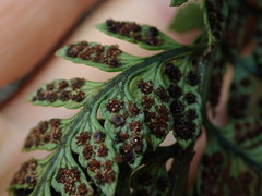 Polystichum neozelandicum neozelandicum