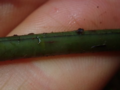 Polystichum neozelandicum neozelandicum