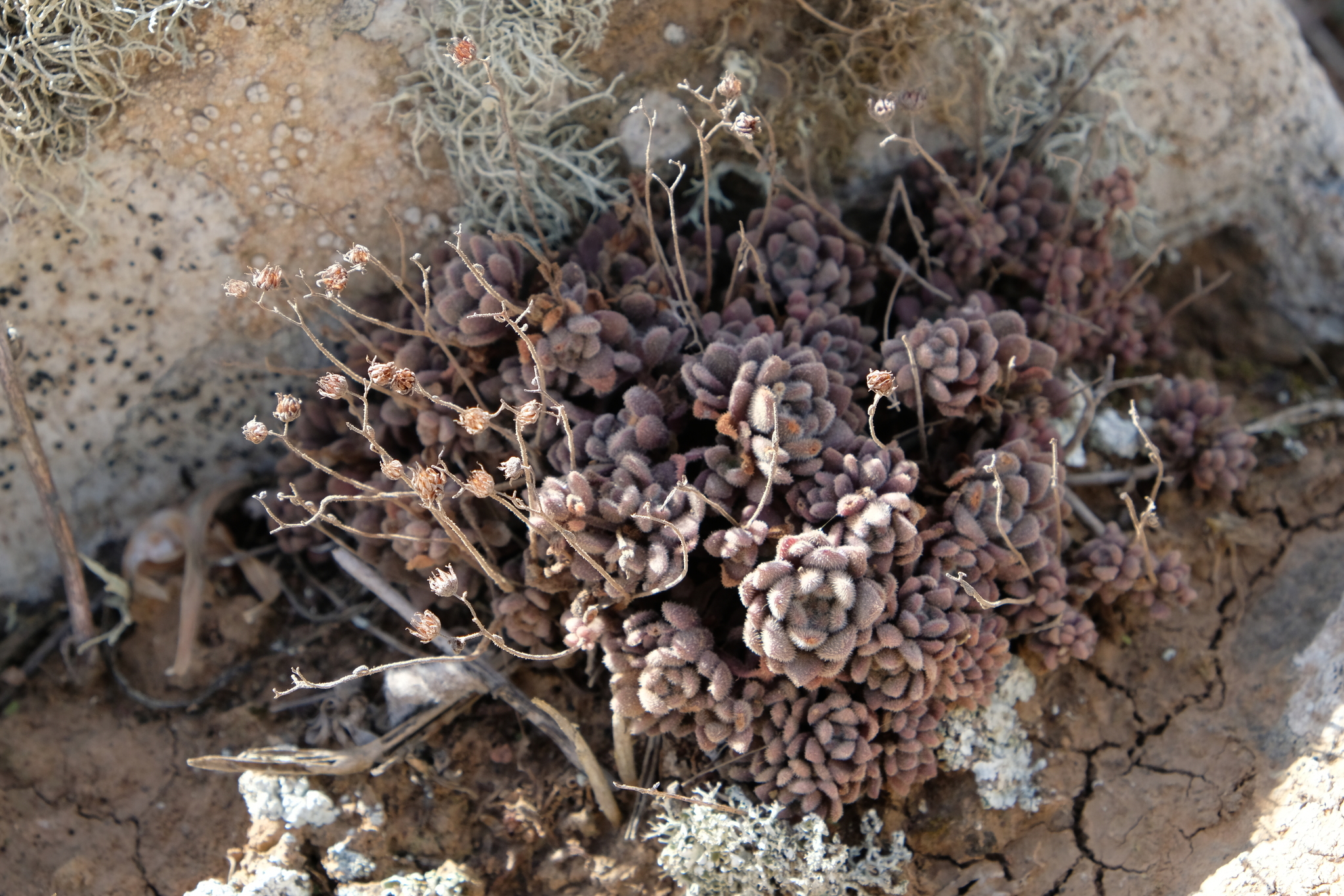 Sempervivum tortuosum Aiton 3