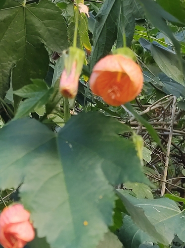 Foto de Abutilon