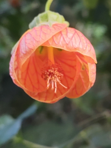 Foto de Abutilon
