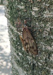 Graptopsaltria nigrofuscata
