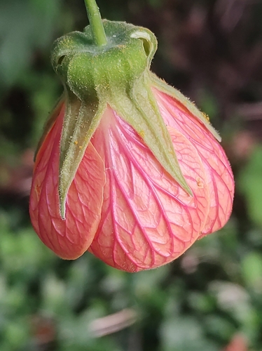 Foto de Abutilon