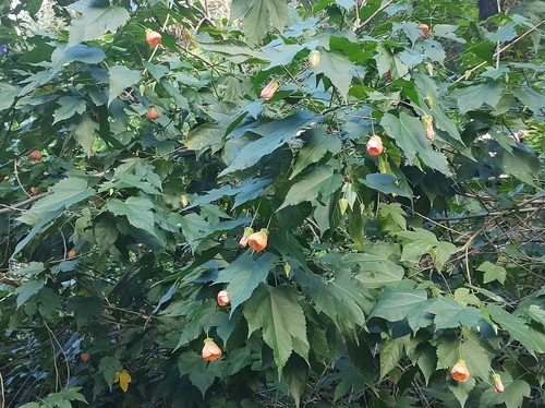 Foto de Abutilon