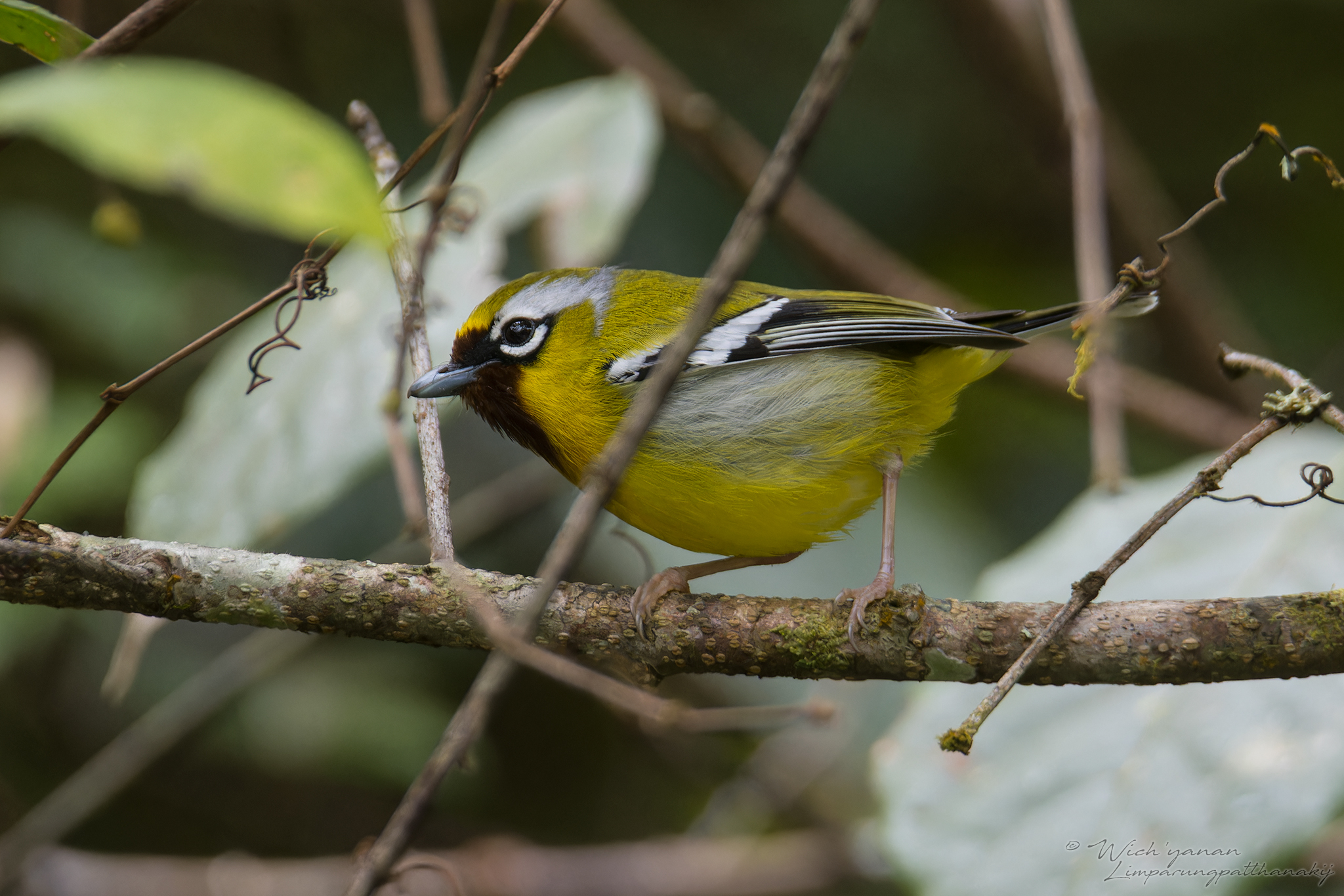 Clicking Shrike-babbler