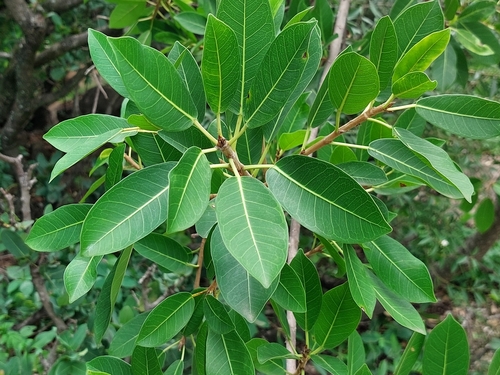 Foto de Gameleira