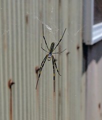 Trichonephila clavata