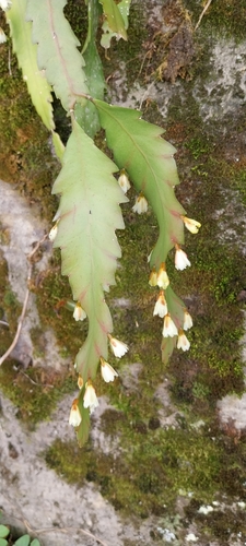 Image of Lepismium Houlletianum (Lepismium houlletianum) by (c) Edson Luis Fabro Gasperin, some rights reserved (CC BY-SA)