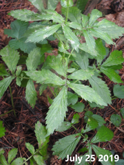 Agrimonia pilosa