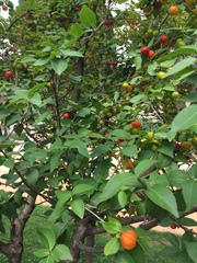 Malpighia glabra