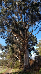 Eucalyptus globulus globulus