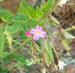 Epilobium minutum