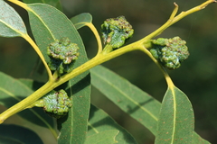 Eucalyptus globulus globulus