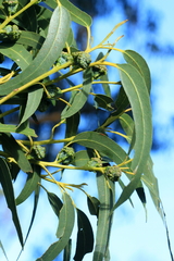 Eucalyptus globulus globulus