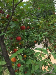 Malpighia glabra