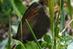 Erebia epiphron
