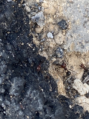 Photo of Canary Islands Harvester Ant (Messor minor)