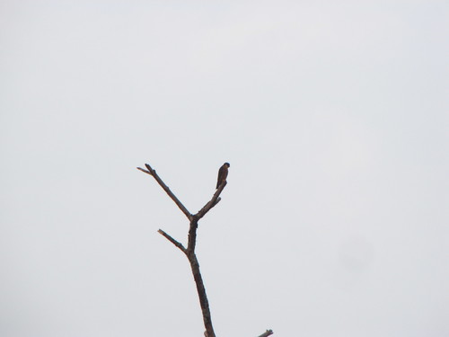 Oriental Hobby (Falco severus)