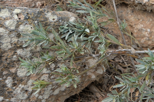 Bupleurum handiense, photograph 4
