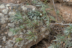 Bupleurum handiense, photograph (c) fmunoz, some rights reserved (CC BY)