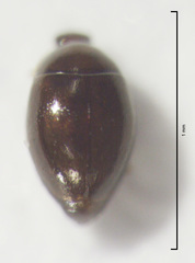 Orthoperus atomarius