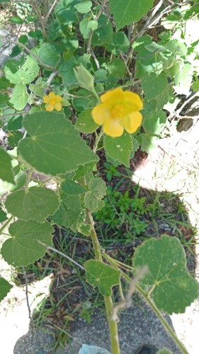 Caruru-de-espinho
