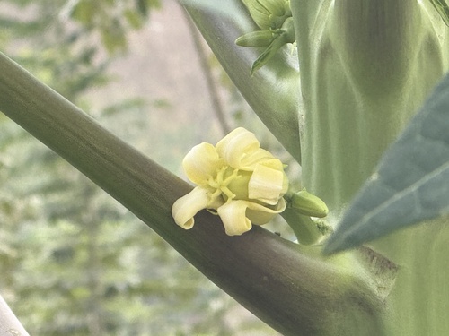 Foto de Fruta-pão