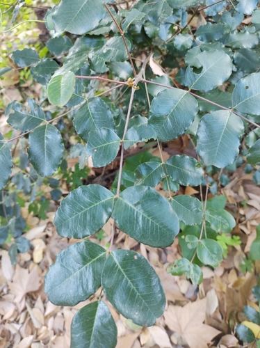 Foto de Alfarrobeira