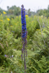Delphinium retropilosum