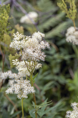 Filipendula stepposa
