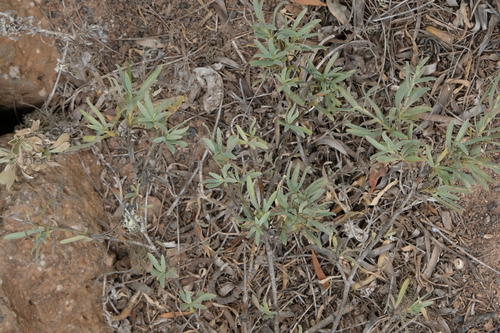 Bupleurum handiense, photograph 5