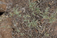 Bupleurum handiense, photograph (c) fmunoz, some rights reserved (CC BY)