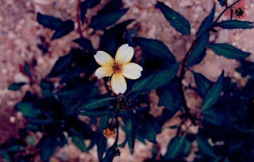 Bidens aurea iNat (1)