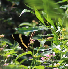 Papilio garamas garamas