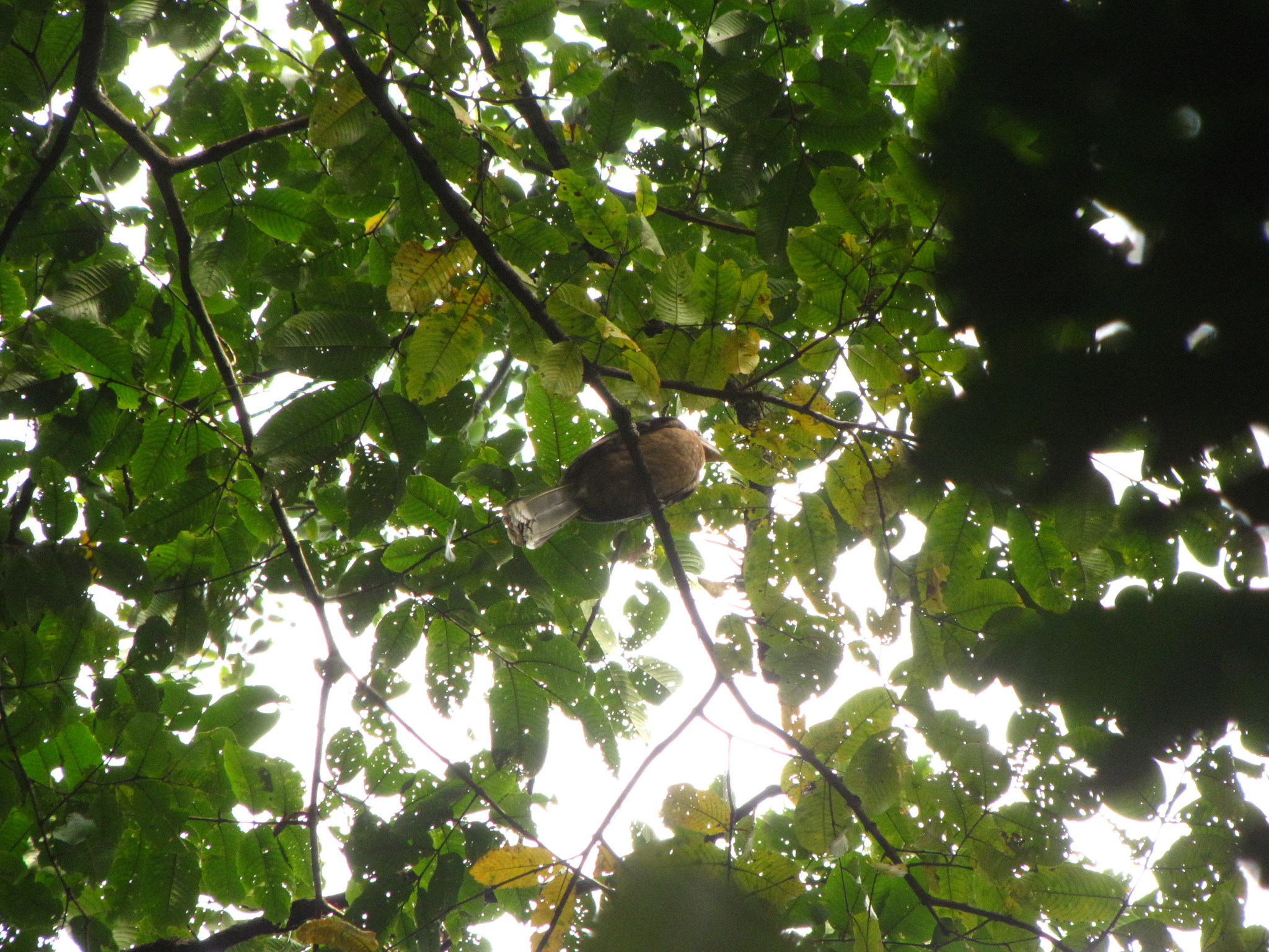 Austen's Brown Hornbill