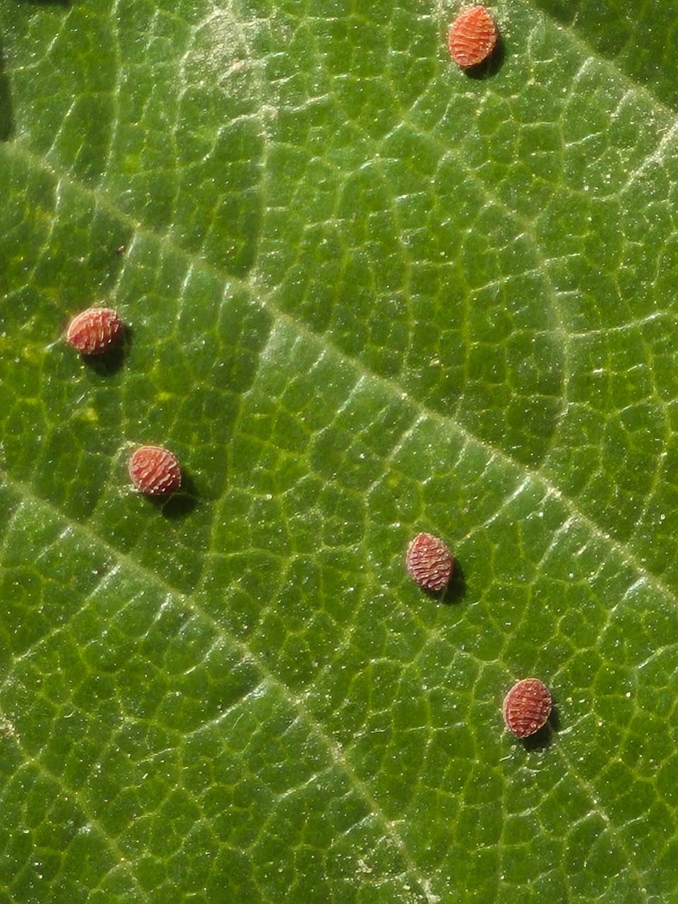 Imagem de Trevo-de-quatro-folhas