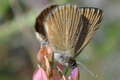 Polyommatus humedasae