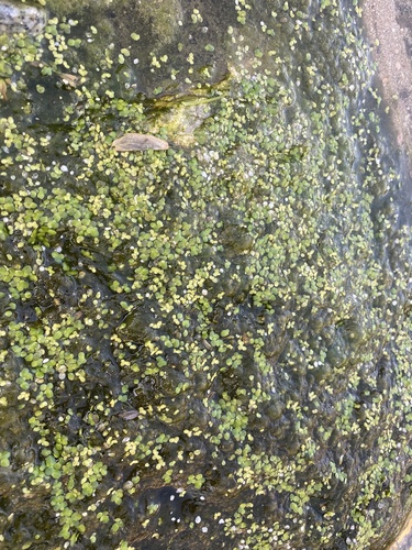 Foto de Lentilha-d'água