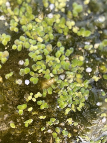 Foto de Lentilha-d'água