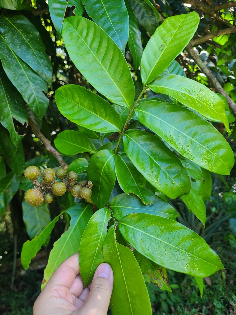 Foto de Taúva