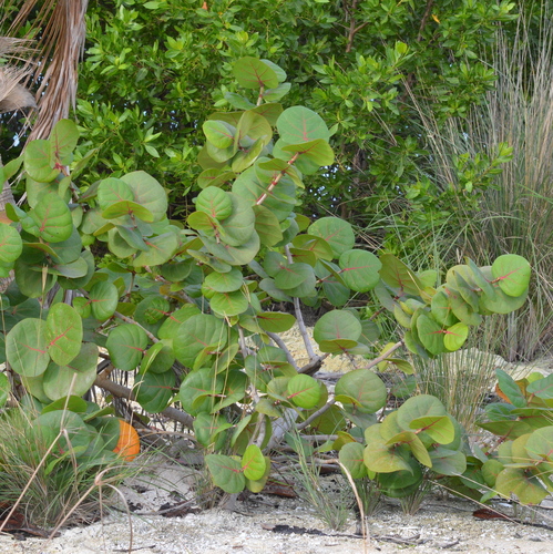 Foto de Uva-do-mar