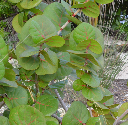 Foto de Uva-do-mar