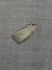 Leucocnemis nivalis