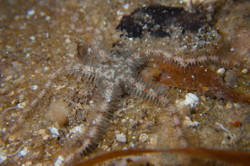 Ophiothrix caespitosa observed 2025-01-02
